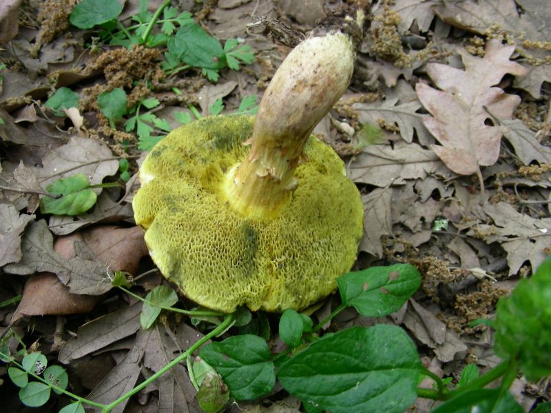 4) Fotografati il 12.06.2012. sotto Quercia (bosco asciutto)